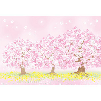 グリーティングカード 春　桜ちらしに桜の木一本