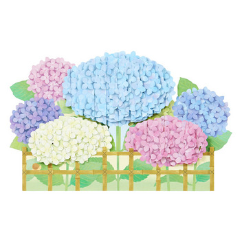  初夏　生垣にアジサイ