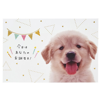  誕生日祝い　フォトイヌの顔