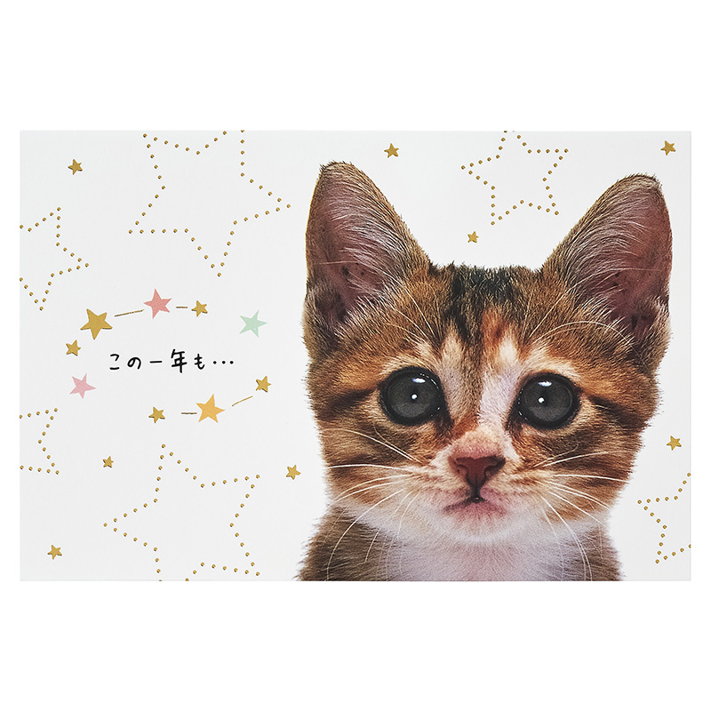 グリーティングカード 誕生日祝い　フォトネコの顔
