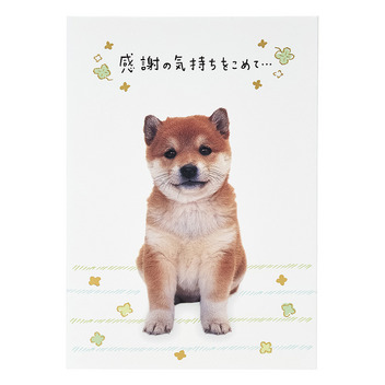  感謝　フォトイヌ全身