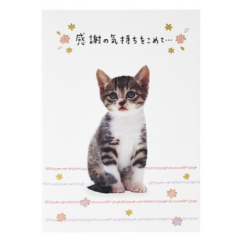  感謝　フォトネコ全身