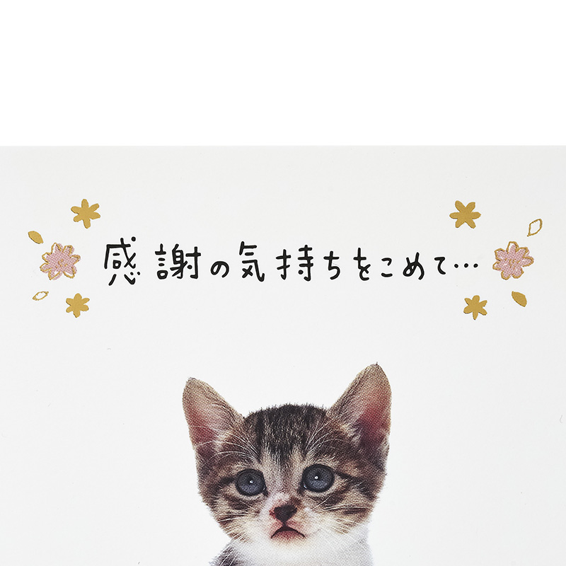 グリーティングカード 感謝　フォトネコ全身